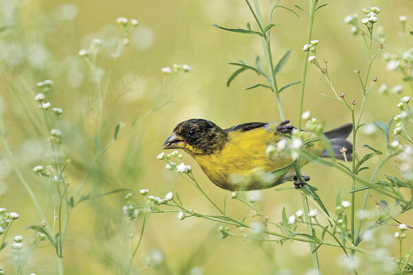 A brilliantly-colored yellow lesser goldfinch perches on a sprig in a meadow of green.